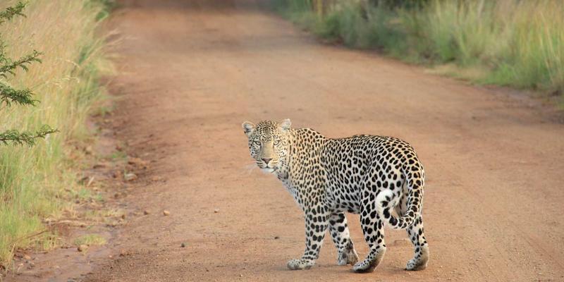 Dr. Khalid Al-Ghamdi