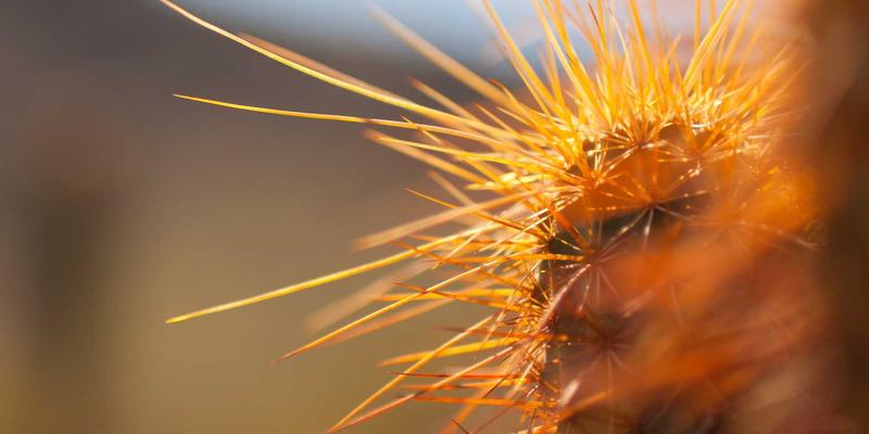 Old Jeddah Al-Balad Heritage Walk