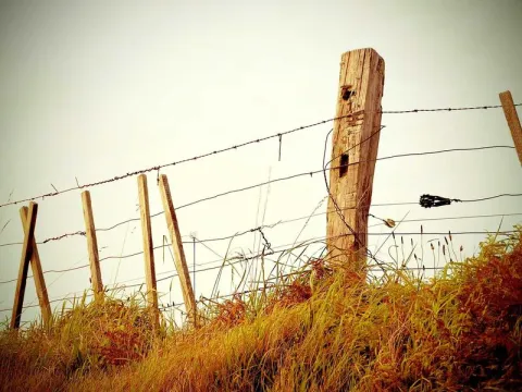 Saudi Cup Horse Race