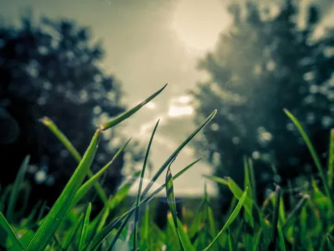 Dubai to Jeddah — flyadeal