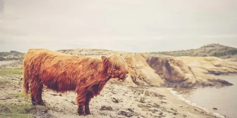 AlUla Starlight Concert & Canyon Walk