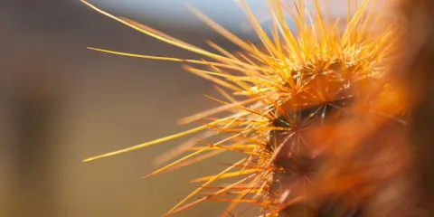Old Jeddah Al-Balad Heritage Walk